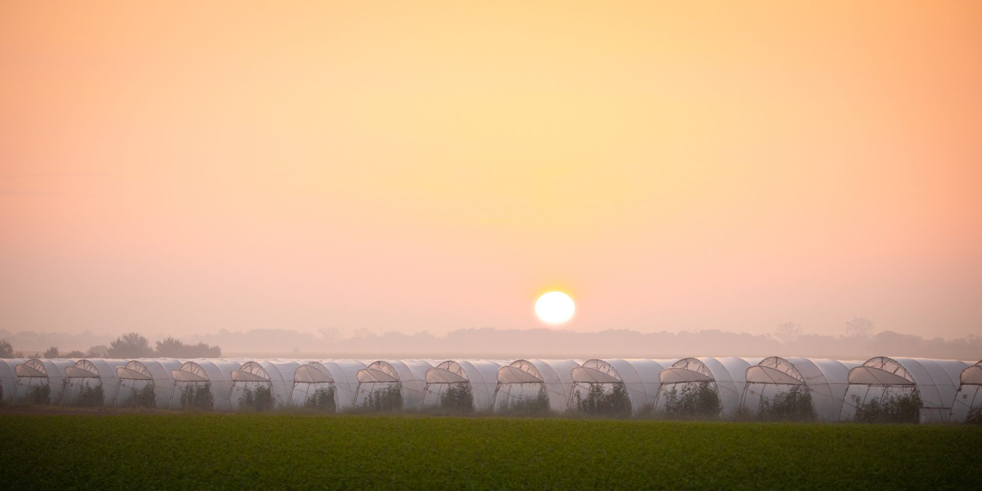 q3-feld-und-flur-09-17-23-birmann_tim-Tomatenplantage-1