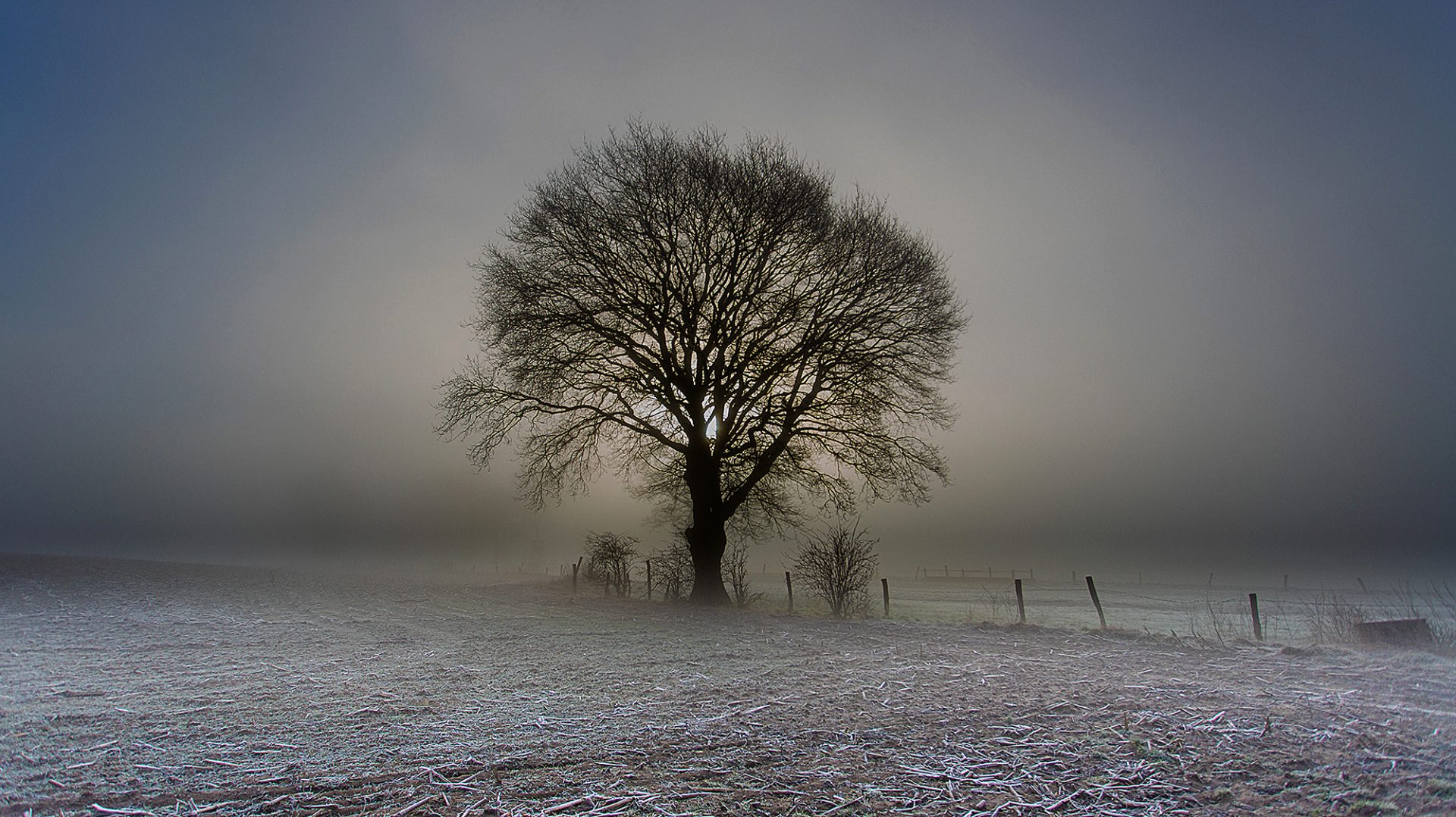 q3-feld-und-flur-09-17-23-hacker_erich-Nebelbaum